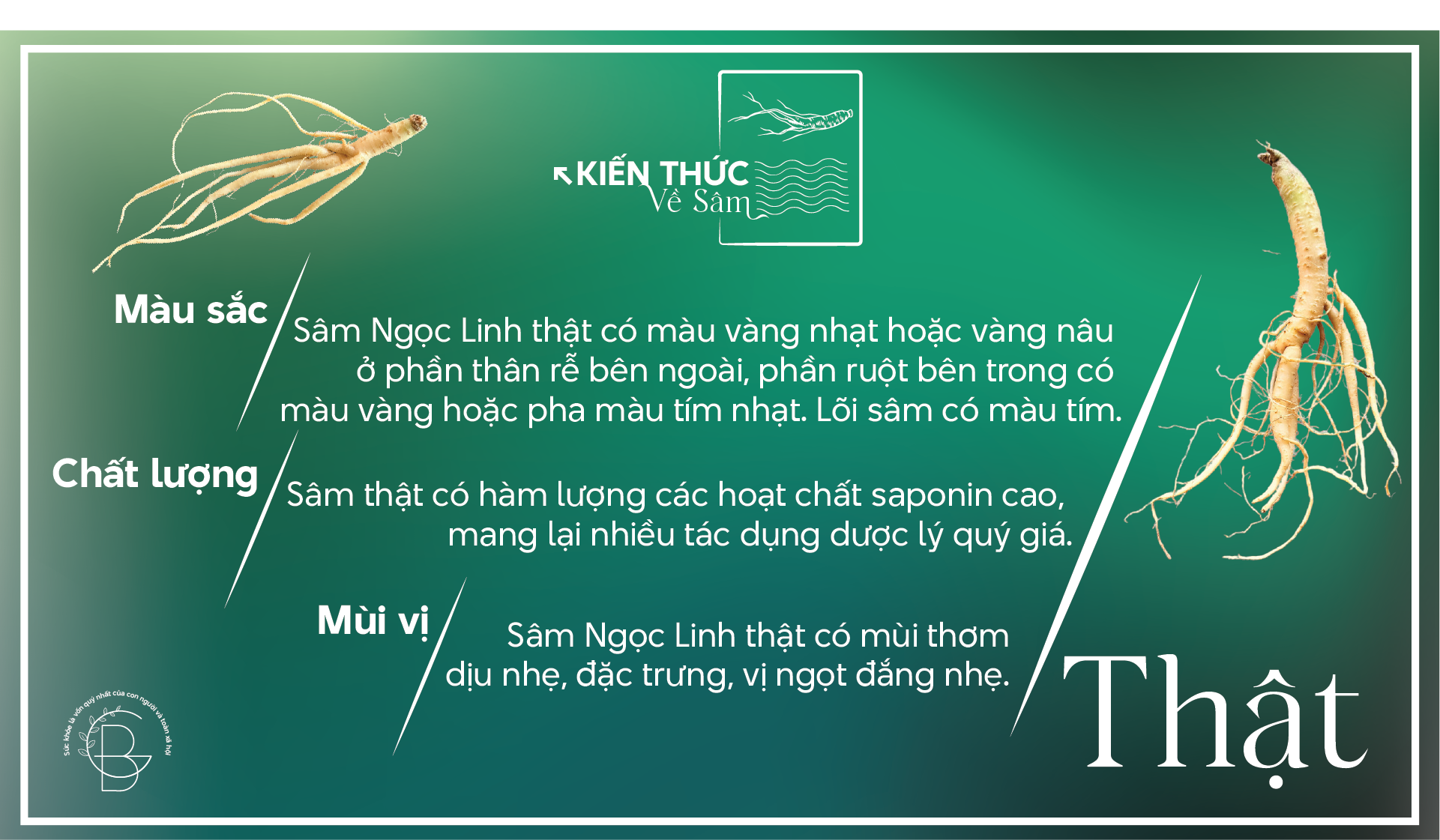 So sánh sâm dây