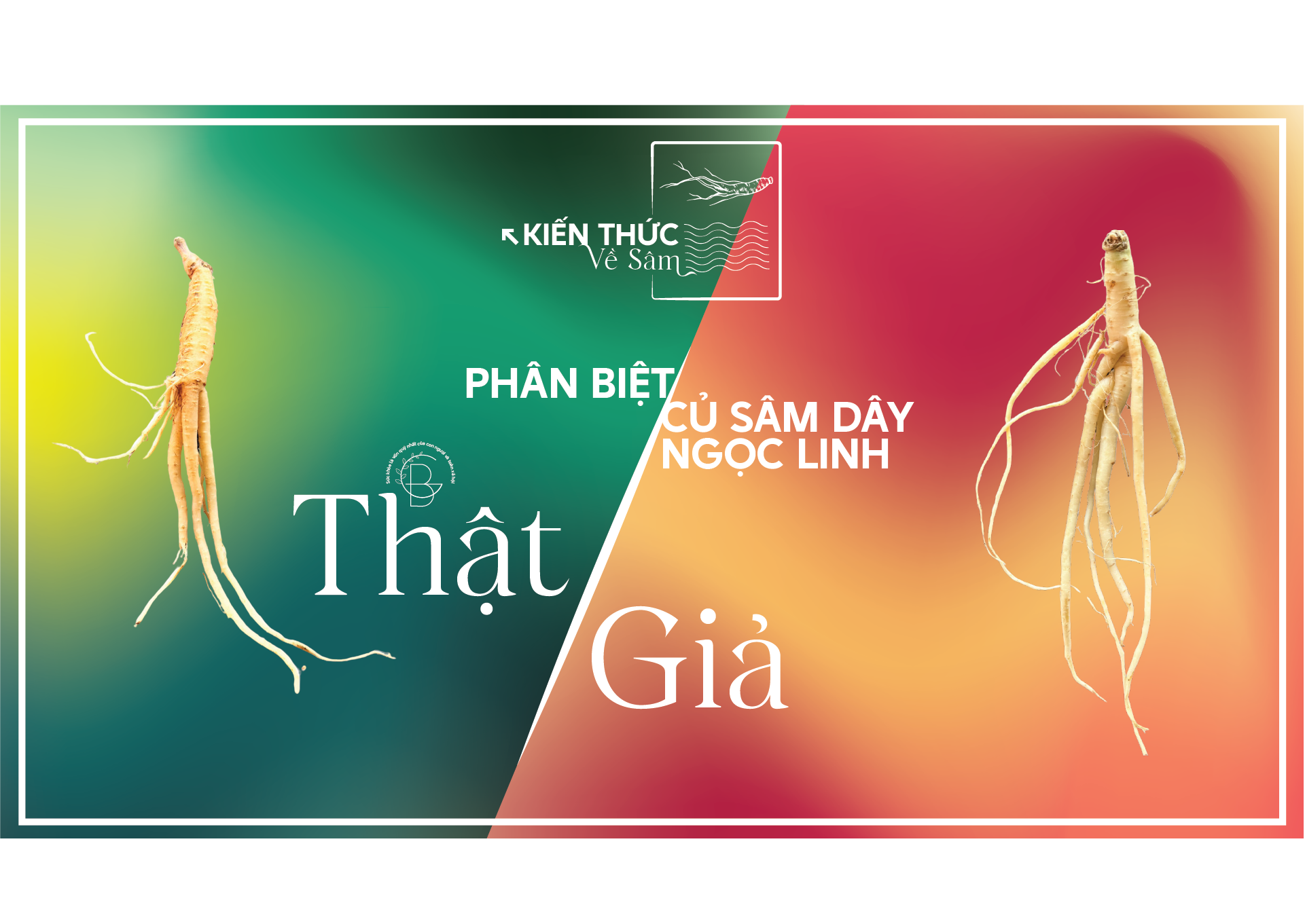 Phân biệt sâm dây thật và giả